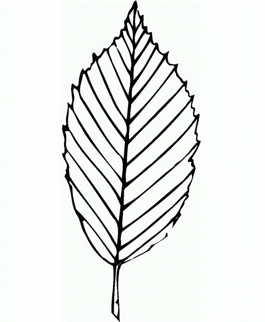 oak leaf coloring pages - photo #13