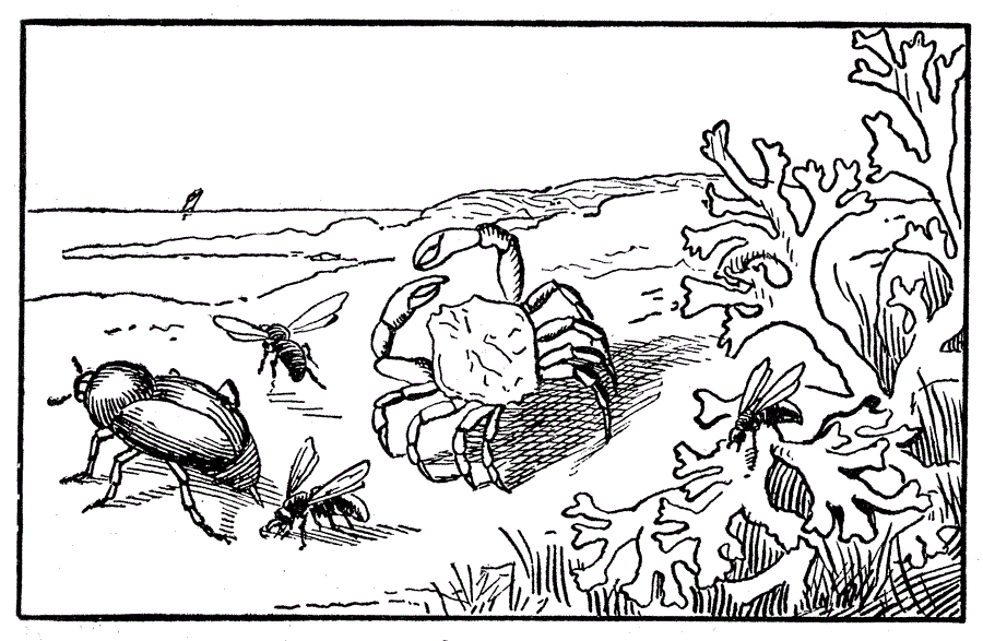 ocean wildlife coloring pages - photo #16