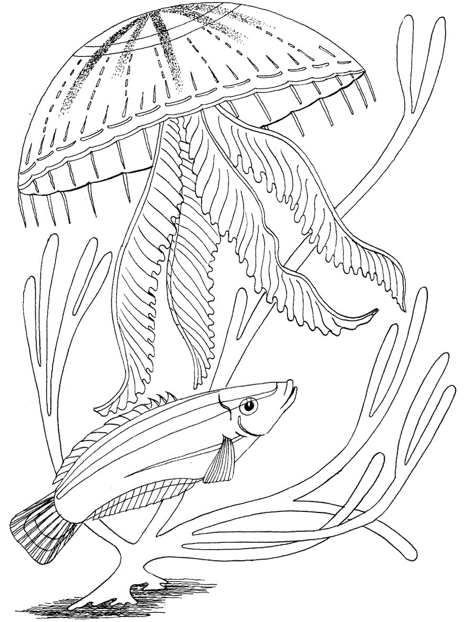 ocean fish coloring pages - photo #39