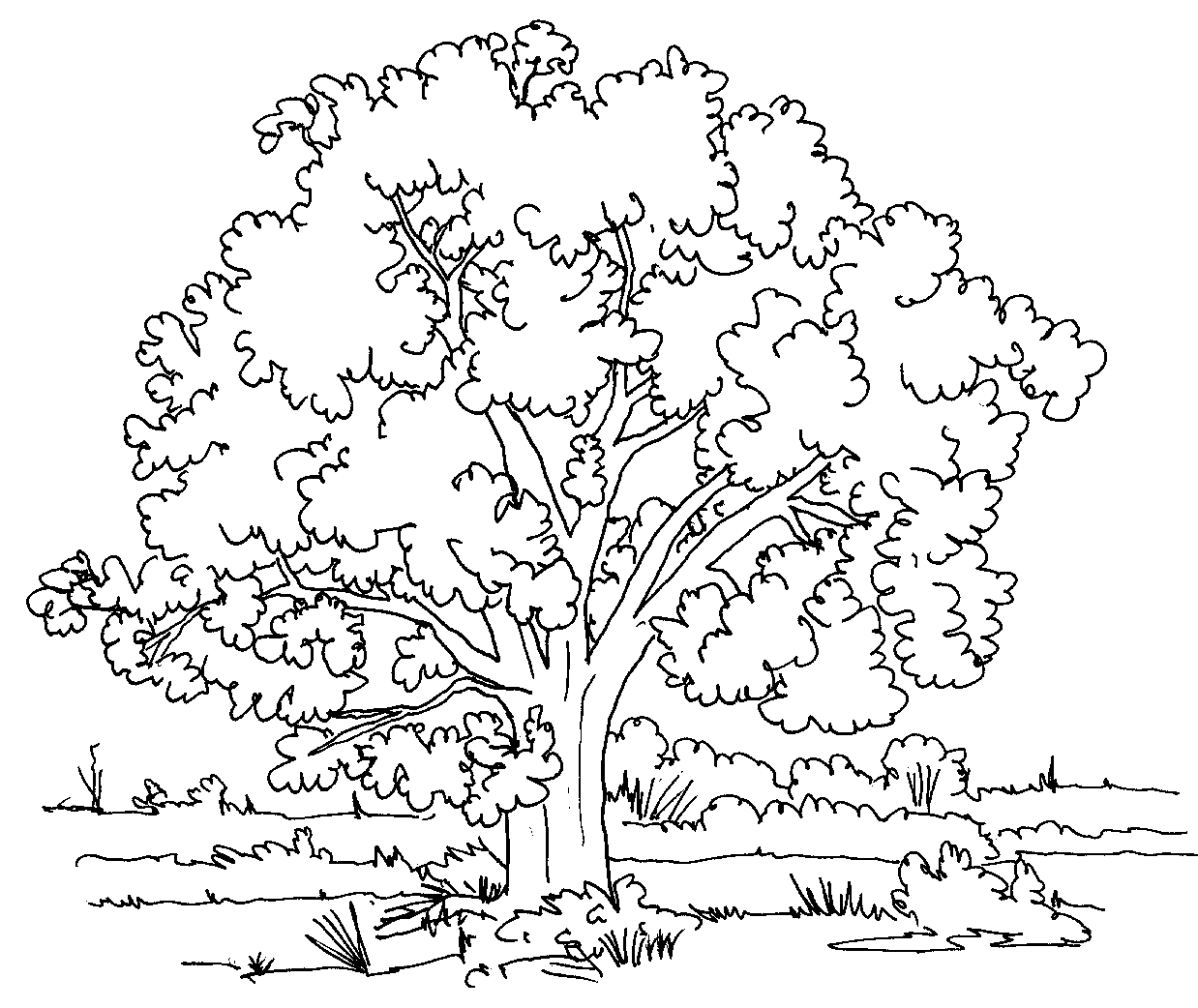 Tree coloring pages to download and print for free