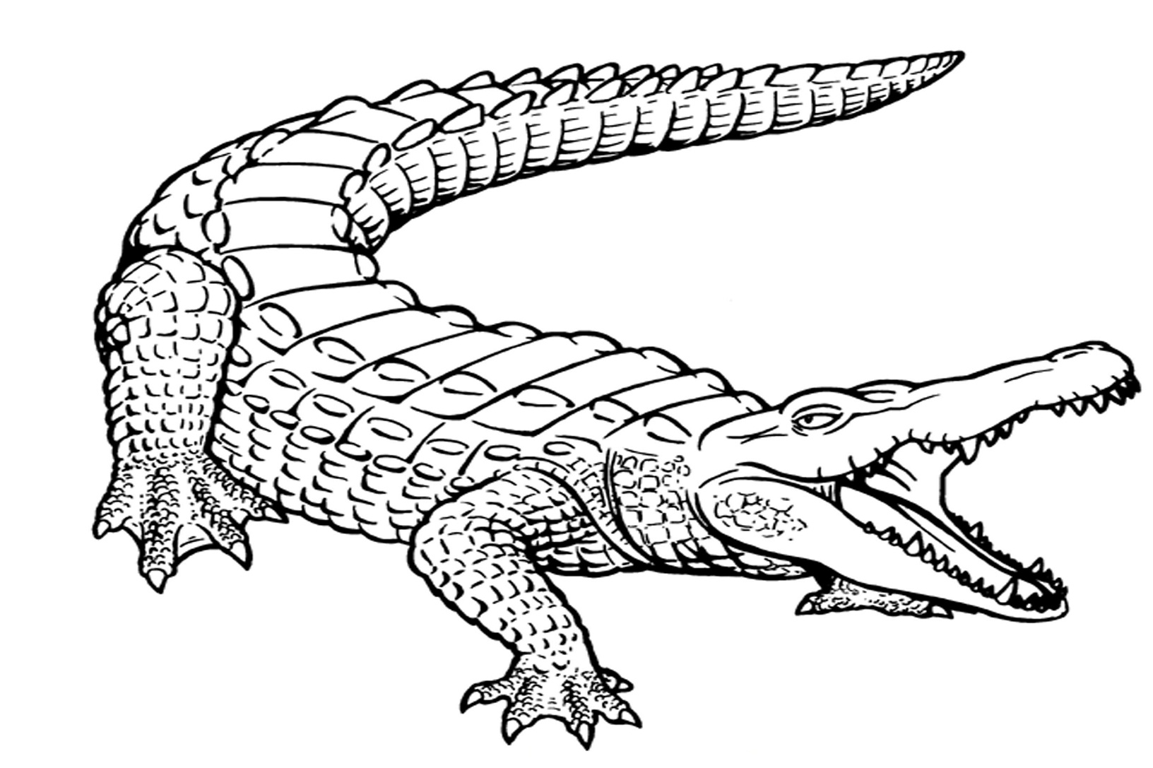 caiman alligator coloring pages - photo #16