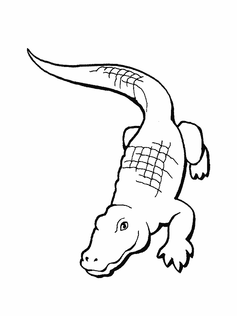 caiman alligator coloring pages - photo #28