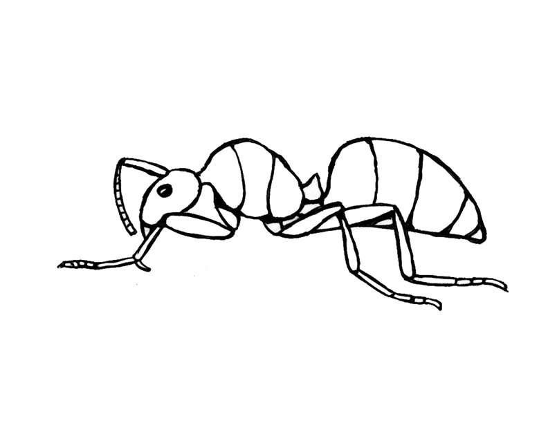 Free Printable Ant Coloring Pages For Kids