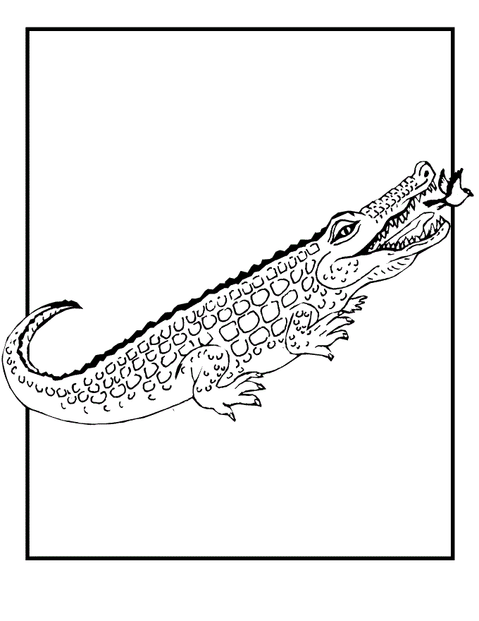 baby alligator coloring pages - photo #11