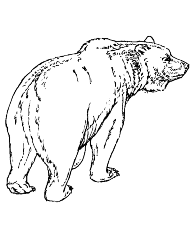 black bear coloring pages printable - photo #7