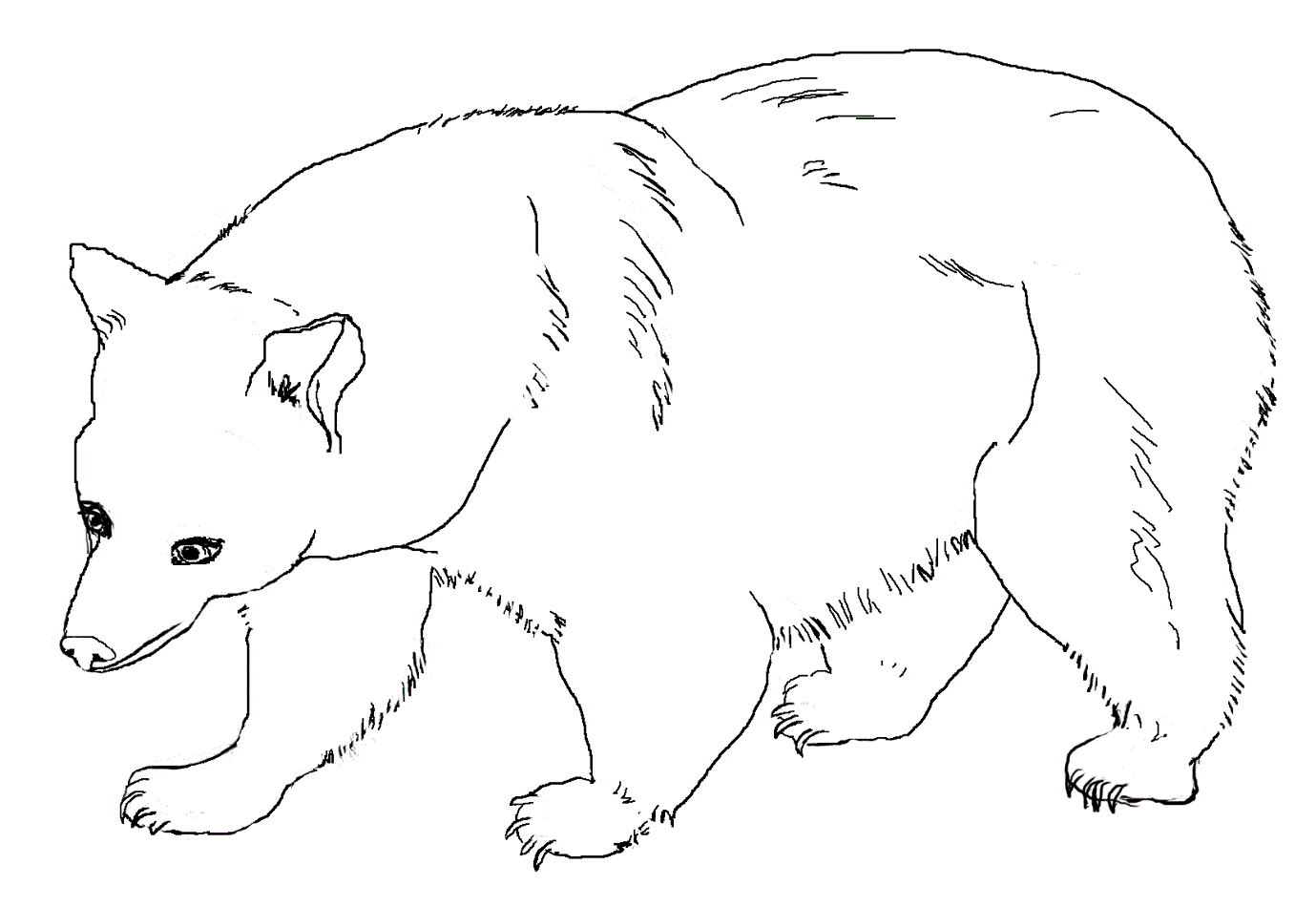 Free Brown Bear Coloring Pages