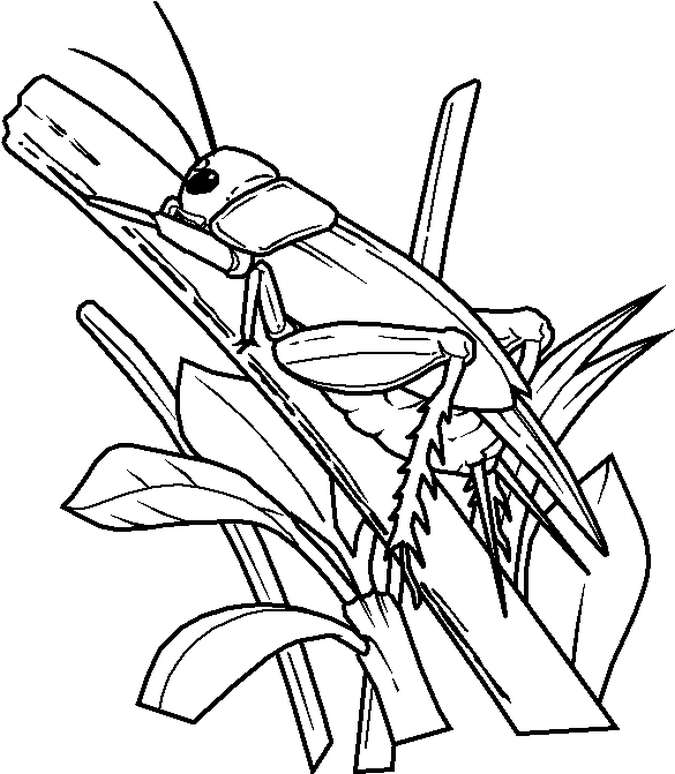 Free Printable Bug Coloring Pages For Kids