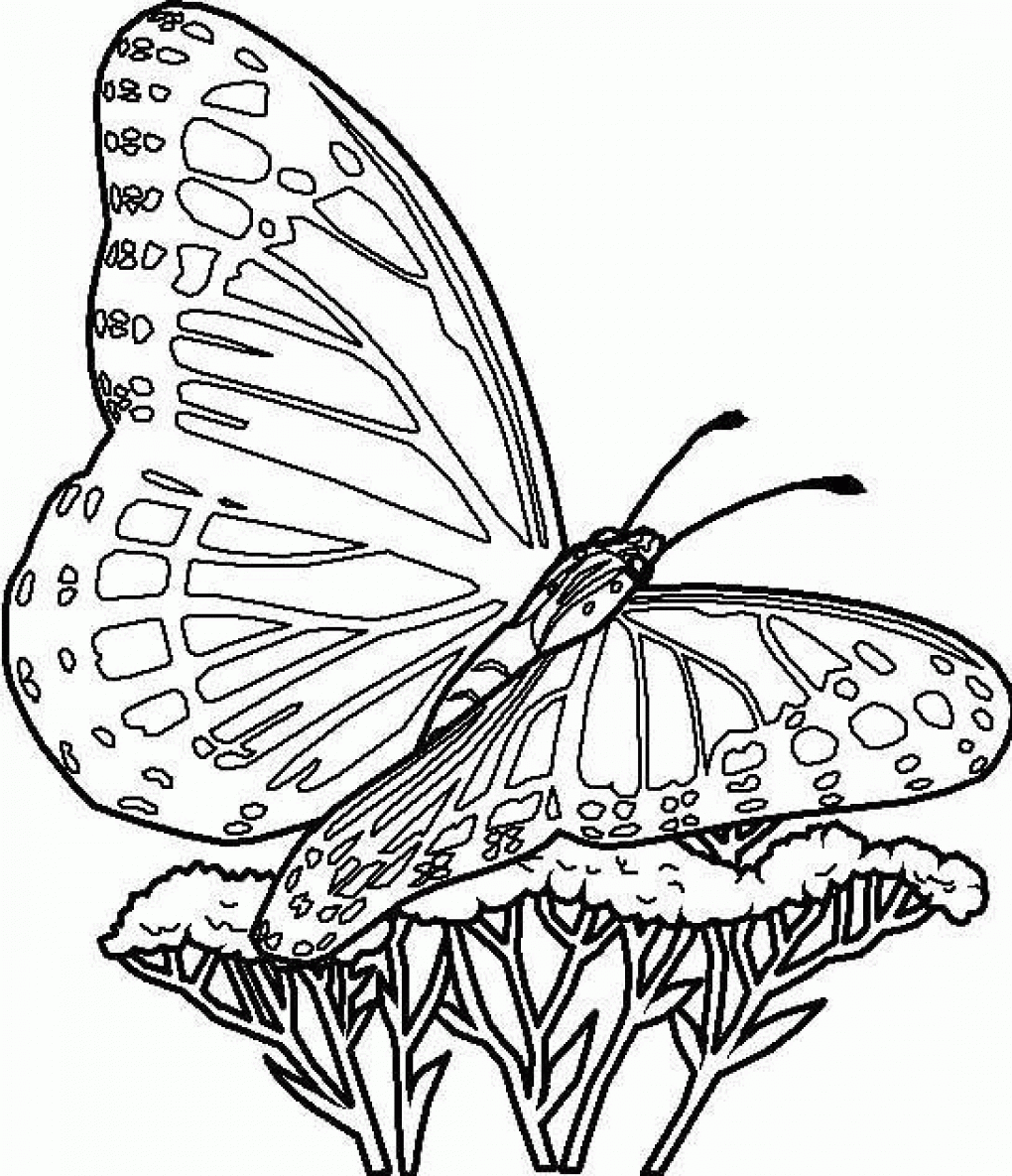 label butterfly coloring pages - photo #1