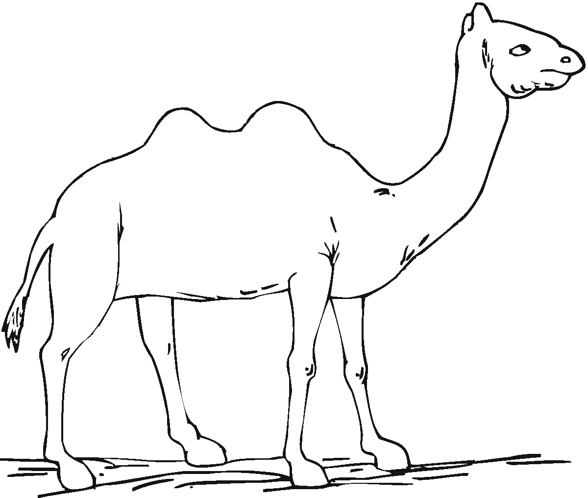 camel pages for coloring - photo #8