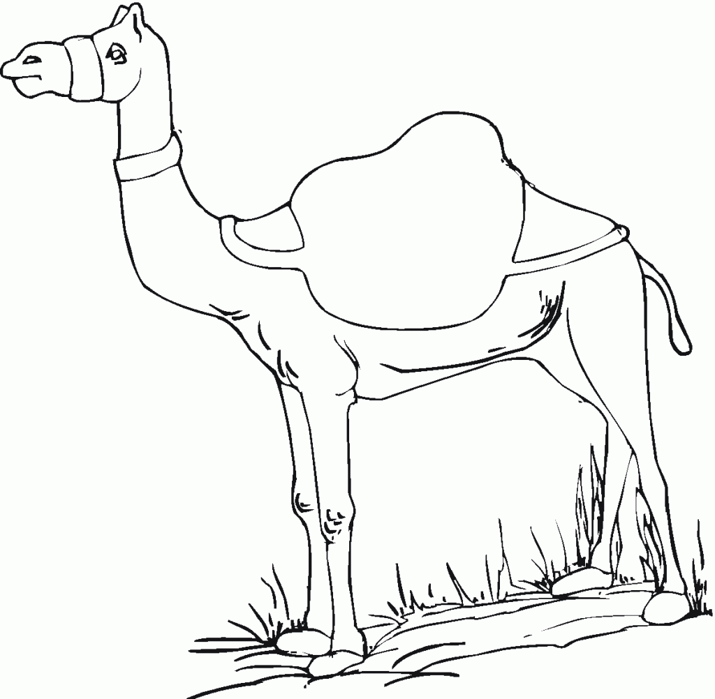  Free Printable Camel Coloring Pages For Kids