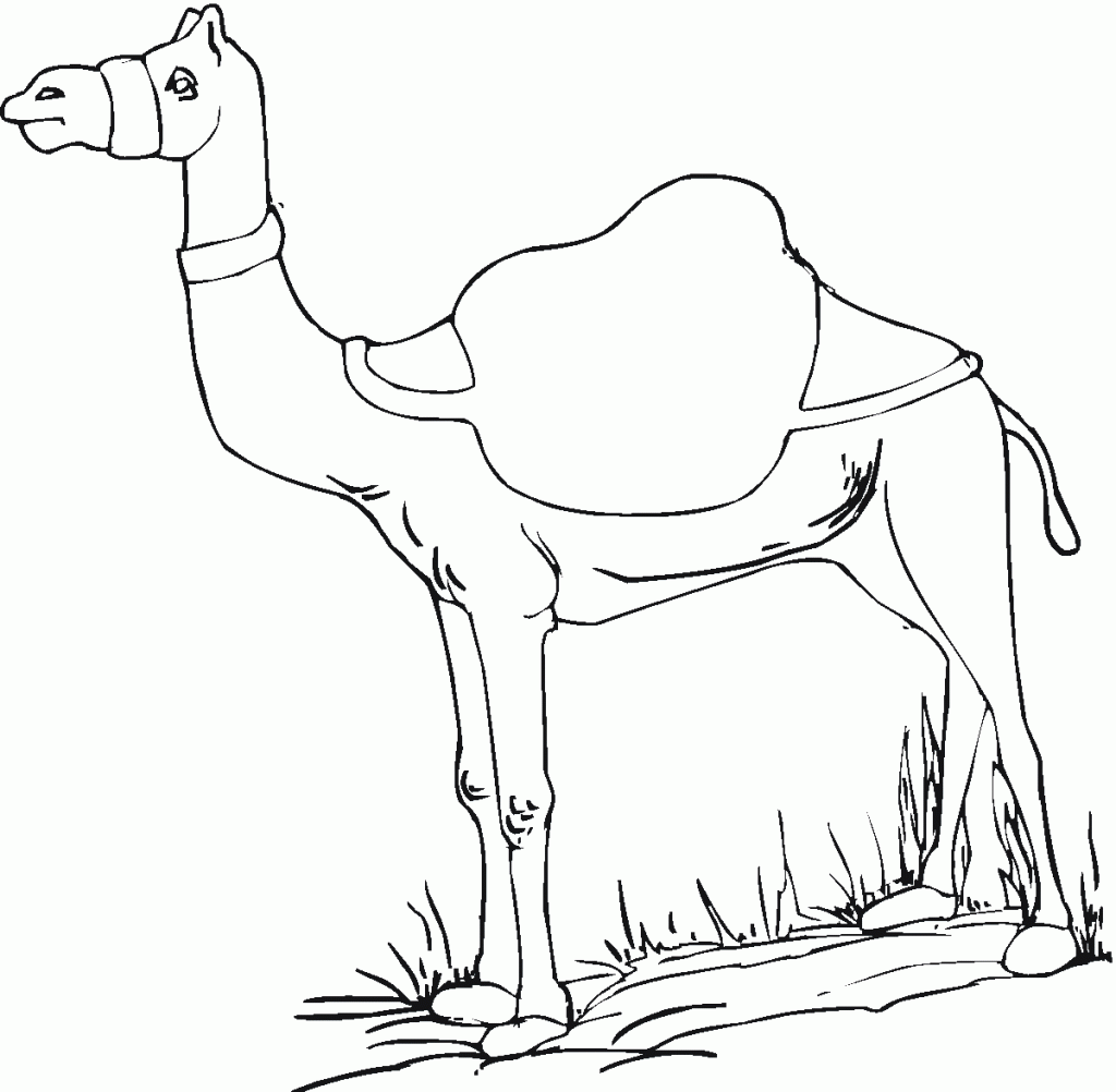 Free Printable Camel Coloring Pages For Kids Free Printable Camel Coloring Pages For Kids