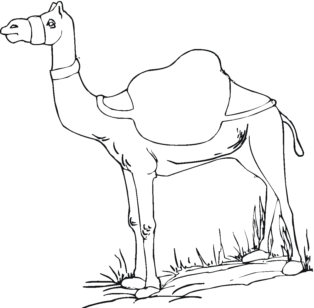 camel pages for coloring - photo #20