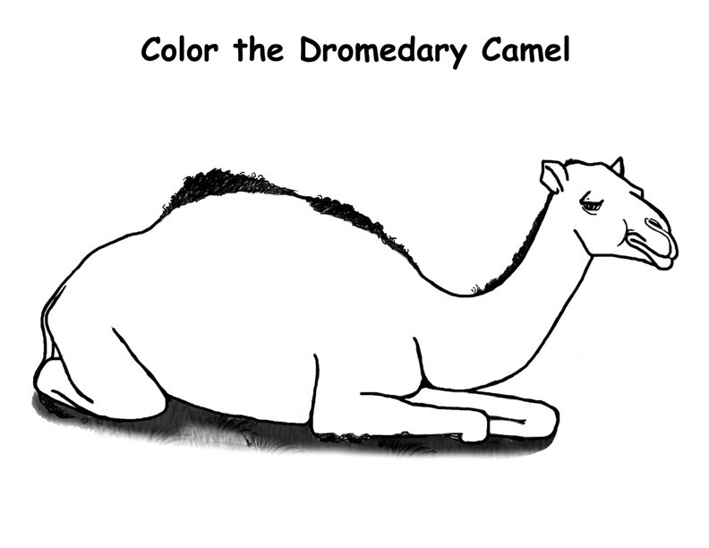 camal coloring pages - photo #19