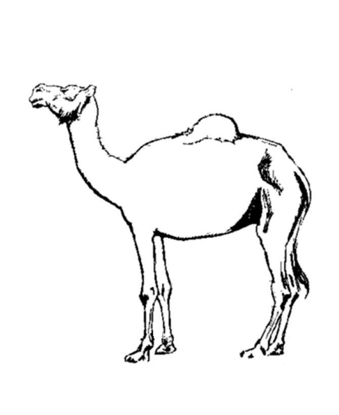 camel pages for coloring - photo #24