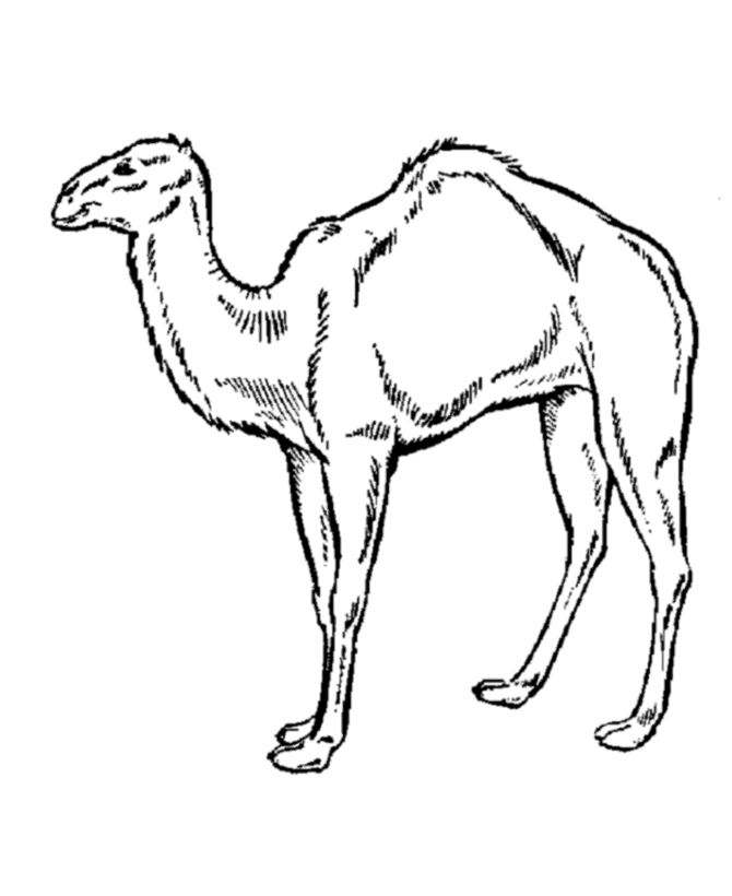 camel pages for coloring - photo #35