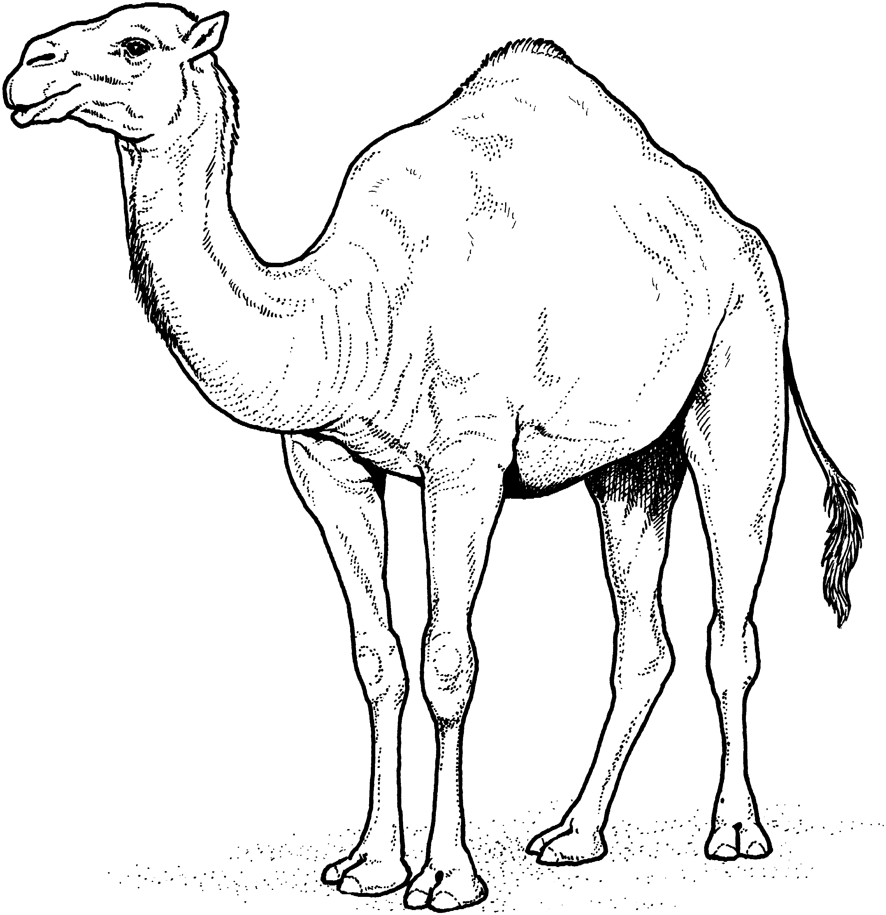 camel coloring pages for kids - photo #1