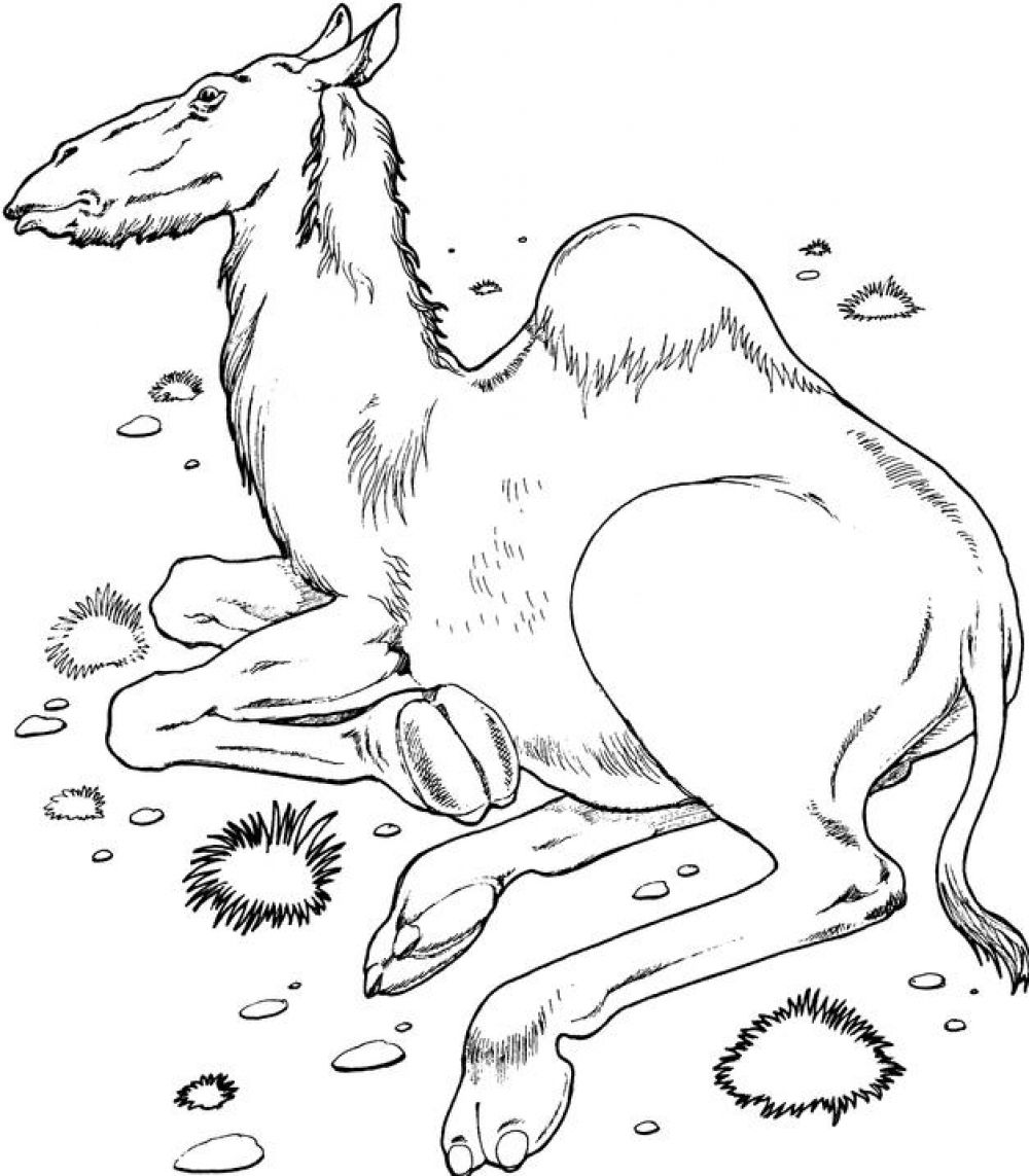 camle coloring pages for kids - photo #32