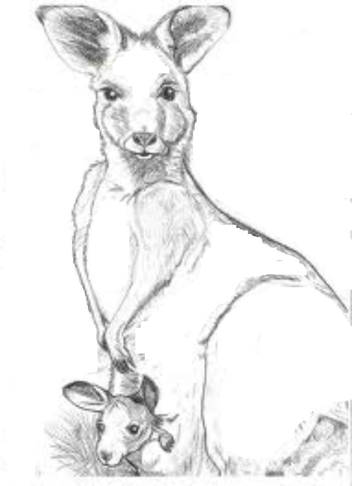 kangaroo boxing coloring pages - photo #46
