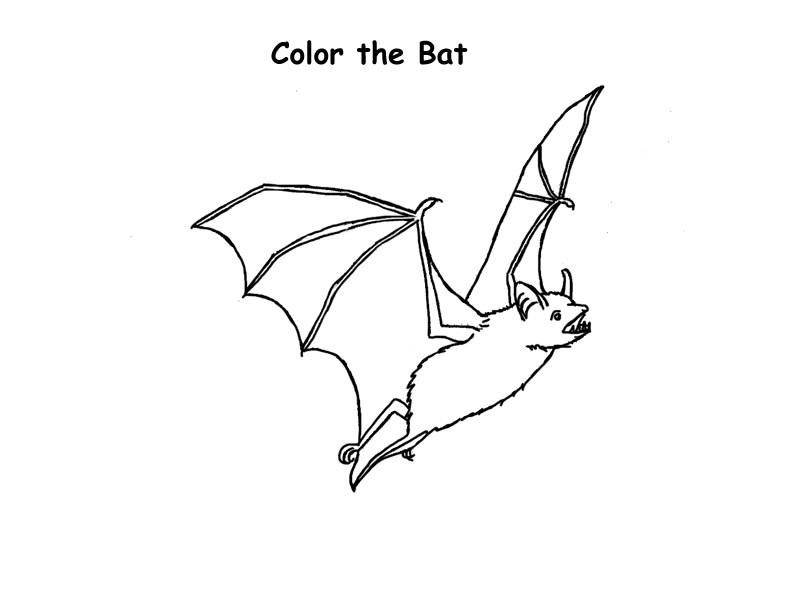 Free Printable Bat Coloring Pages For Kids