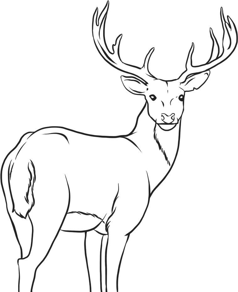 Deer Coloring Pages - Kidsuki