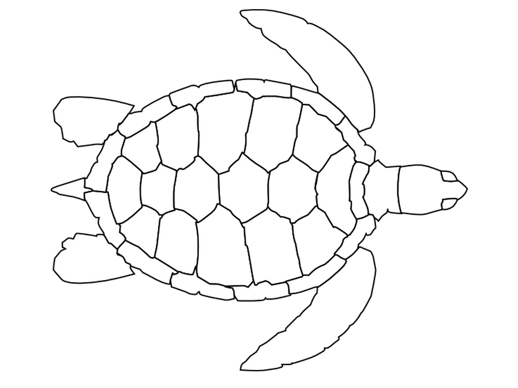 Turtlecoloring turtles dukong 
