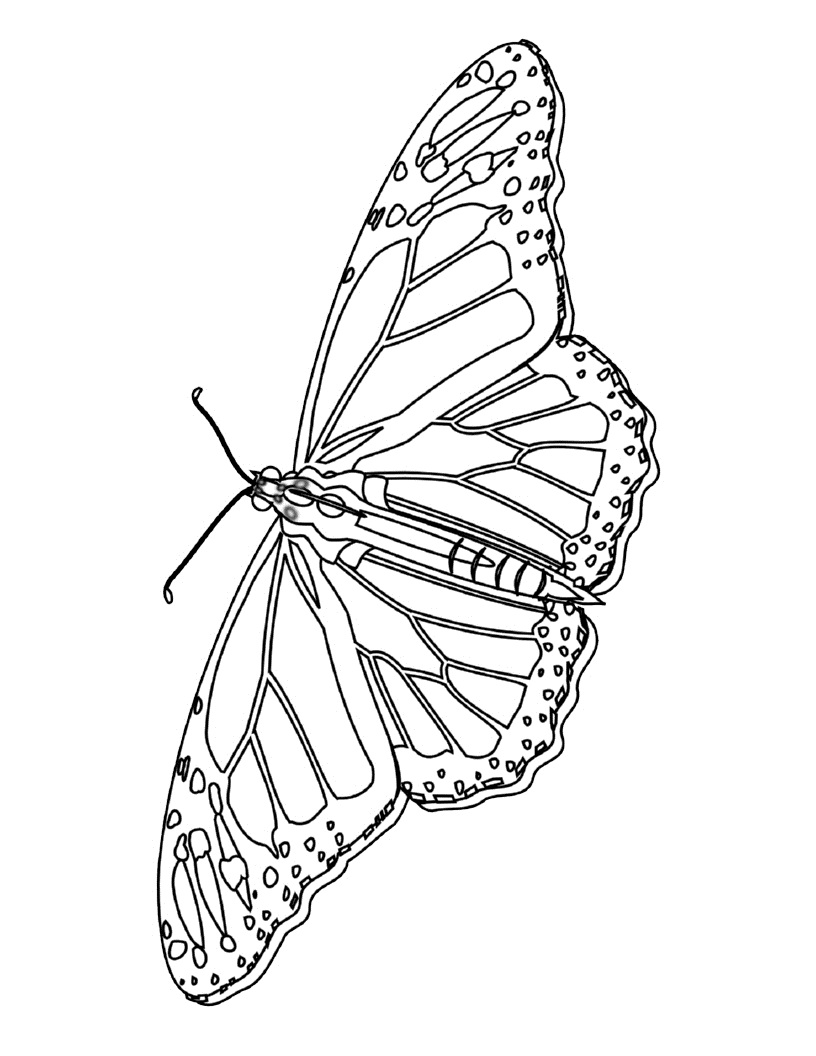 Free Printable Butterfly Coloring Pages For Kids