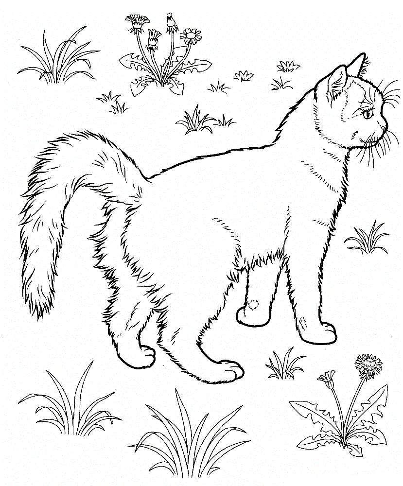 tabby cat coloring pages - photo #42