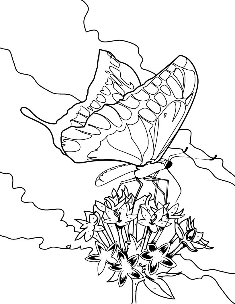 Free Printable Butterfly Coloring Pages For Kids