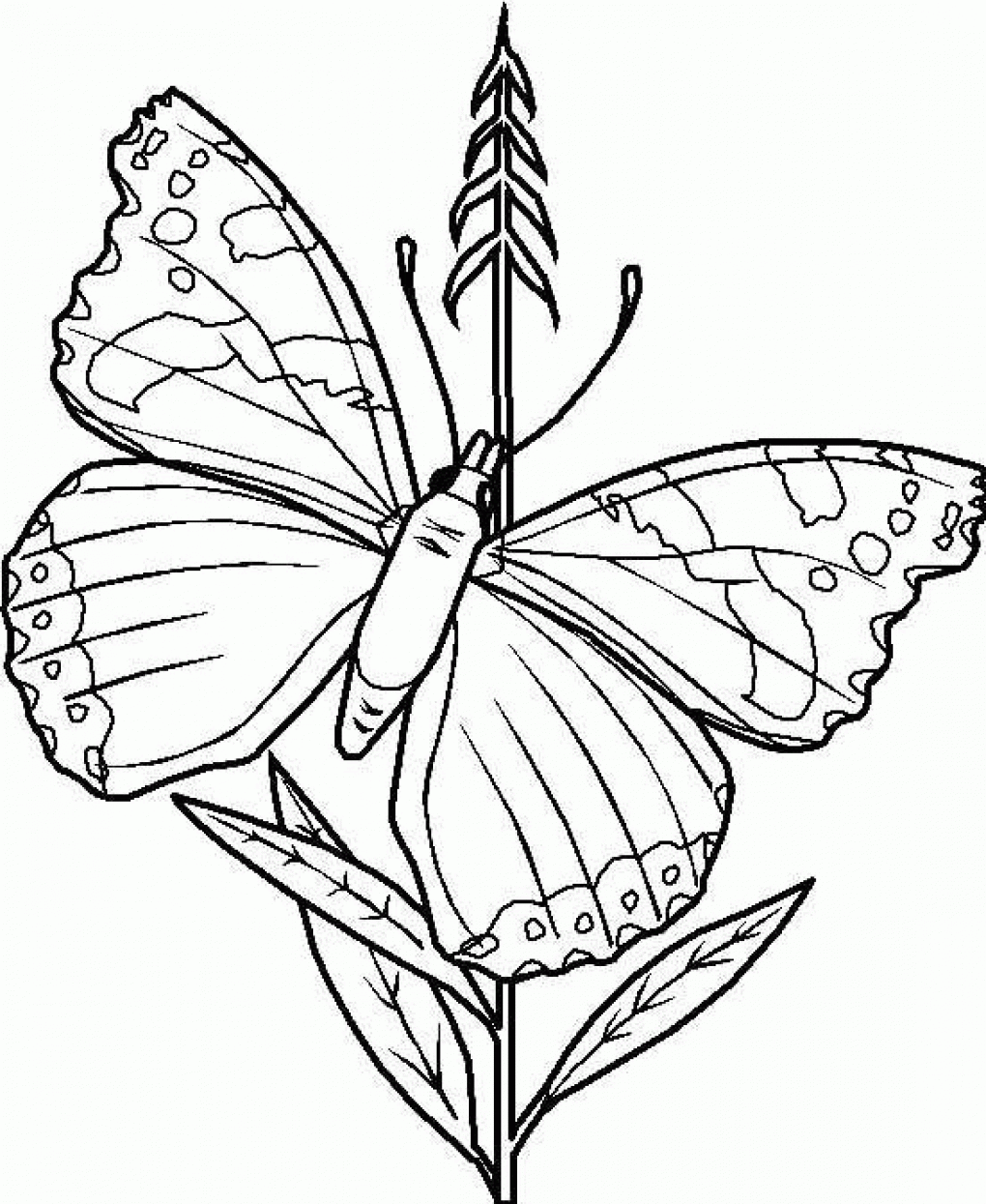 Free Butterfly Coloring Pages