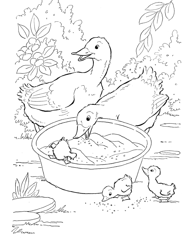 mallard ducks coloring pages - photo #13
