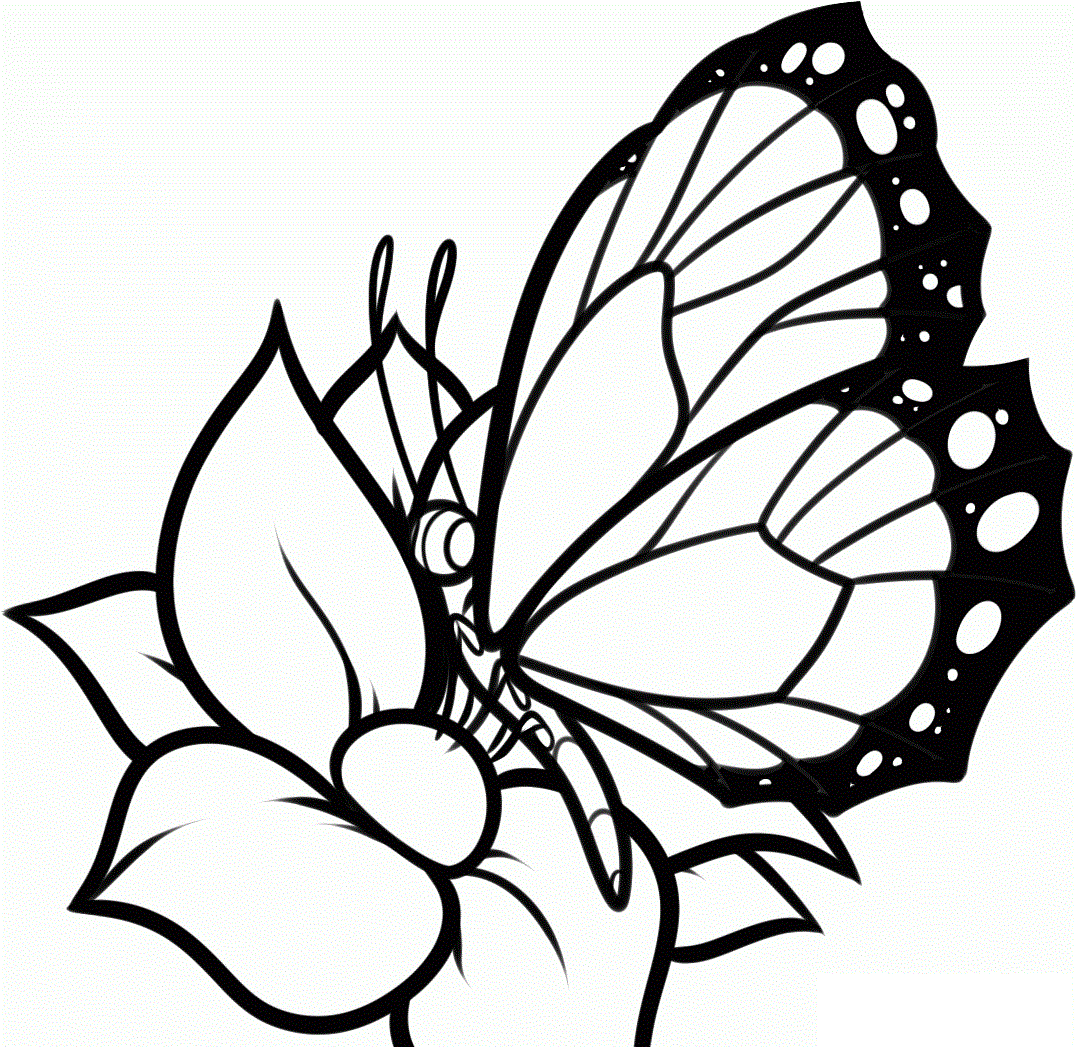 butterfly and flowers Colouring Pages