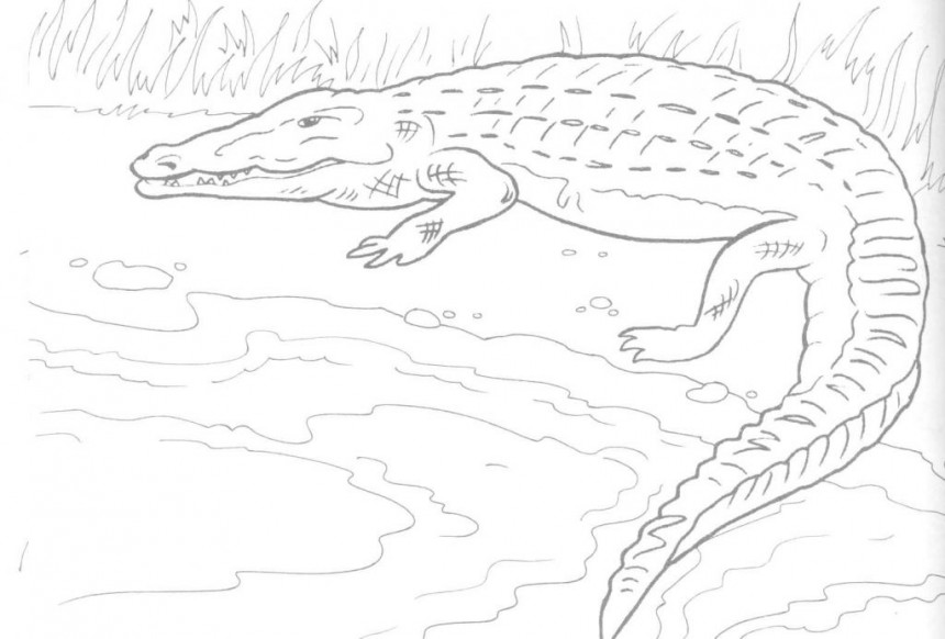 printable coloring pages crocodile - photo #8