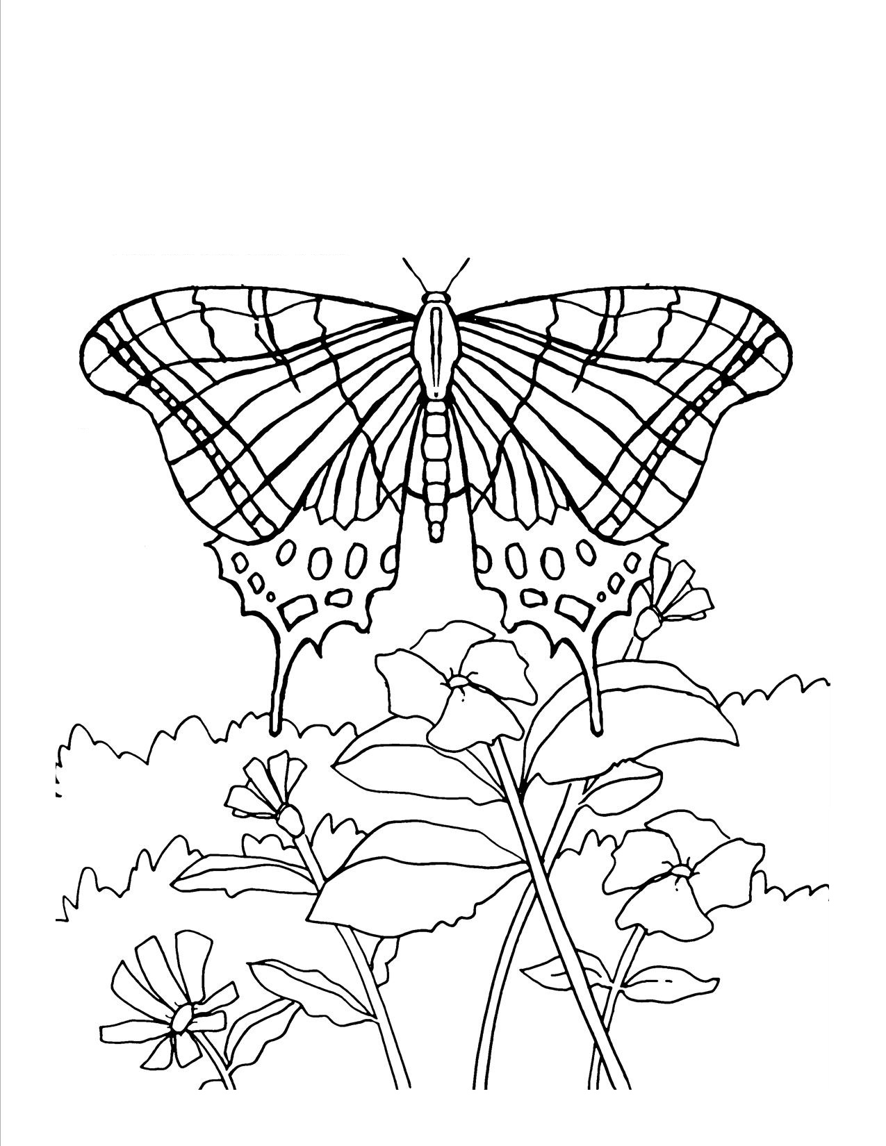 free-printable-butterfly-coloring-pages-for-kids