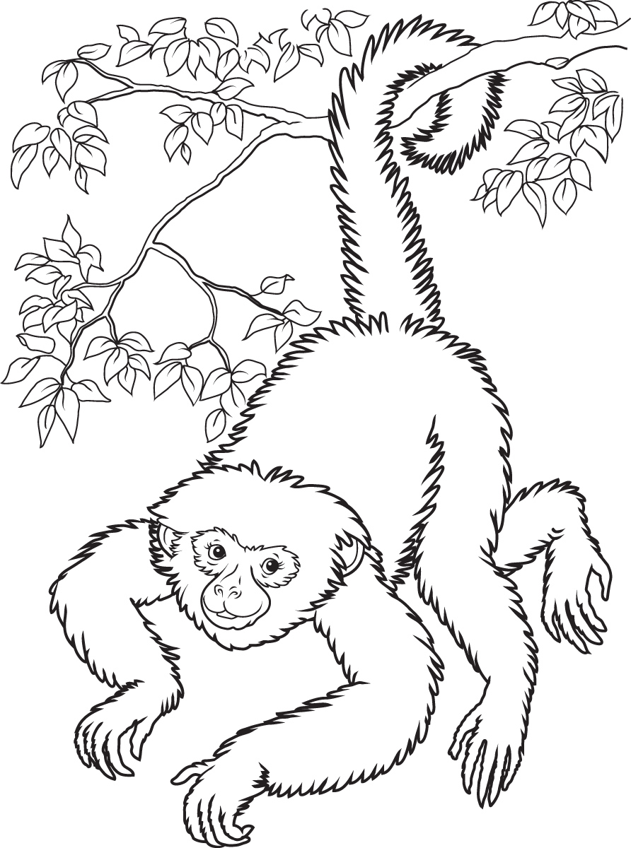 printable-coloring-pages-monkey-printable-blank-world