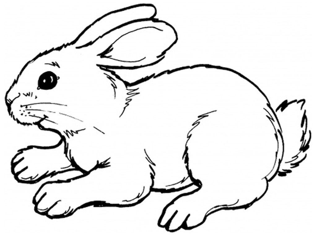 rabbit coloring pages for kids - photo #1