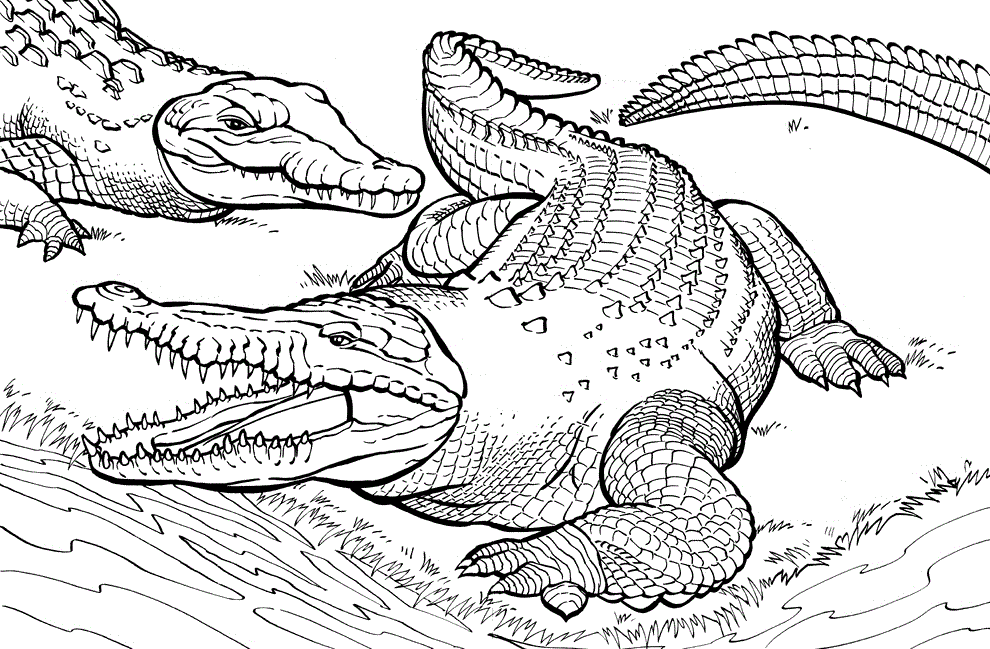 Crocodile Coloring Pages Kidsuki