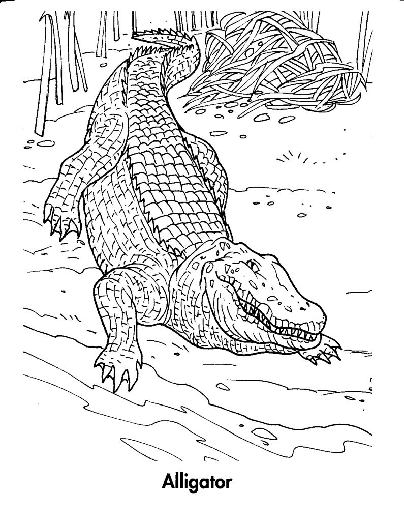 printable coloring pages crocodile - photo #24