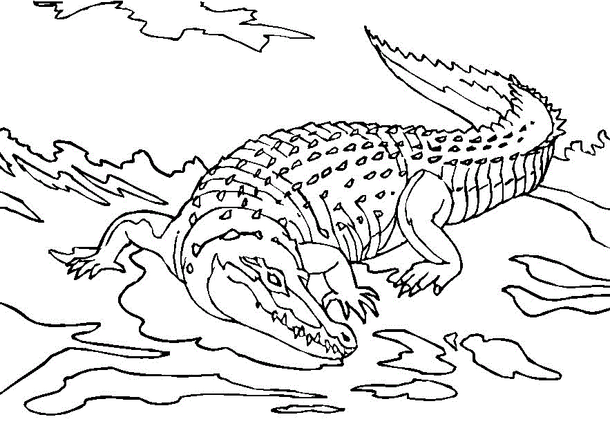 printable coloring pages crocodile - photo #9