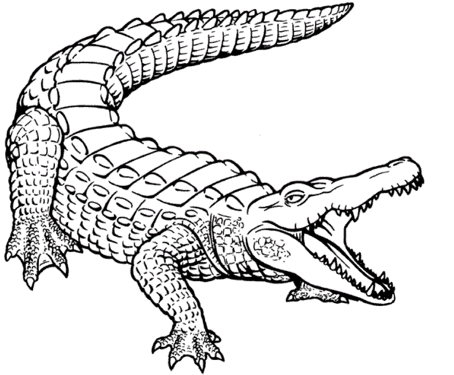 caiman alligator coloring pages - photo #20
