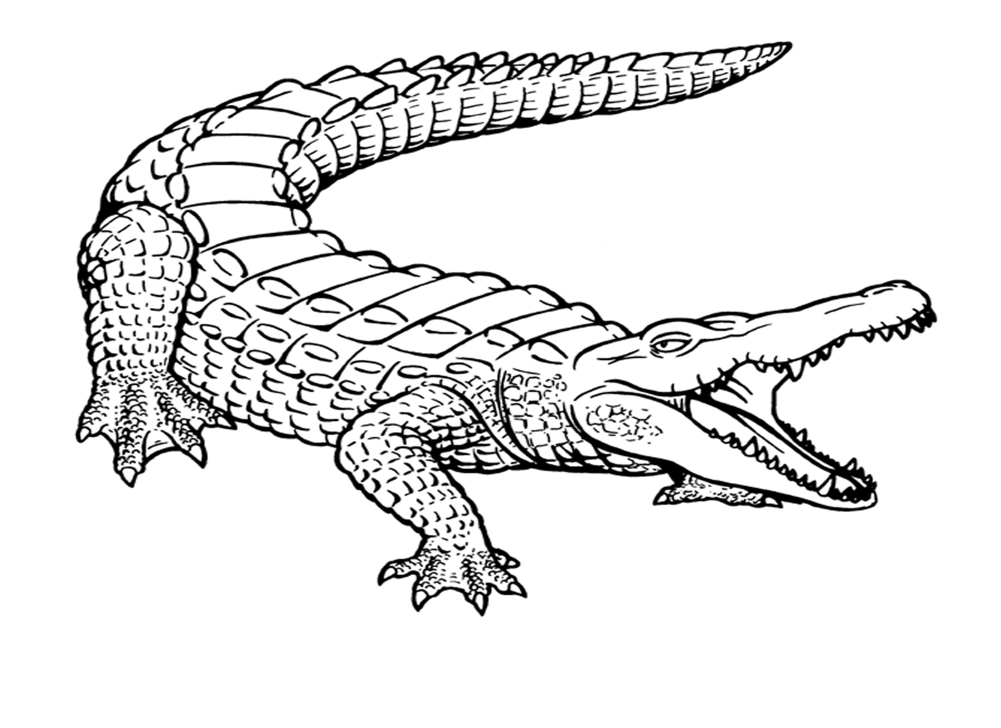 baby alligator coloring pages - photo #29