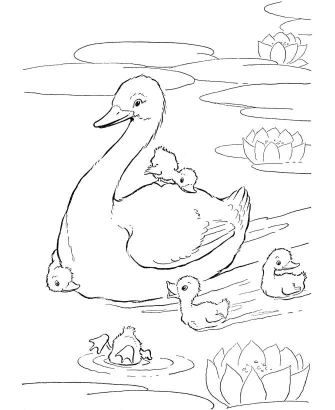 mallard ducks coloring pages - photo #16