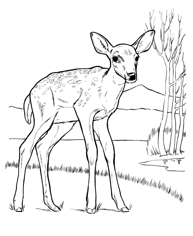 Free Printable Deer Coloring Pages For Kids