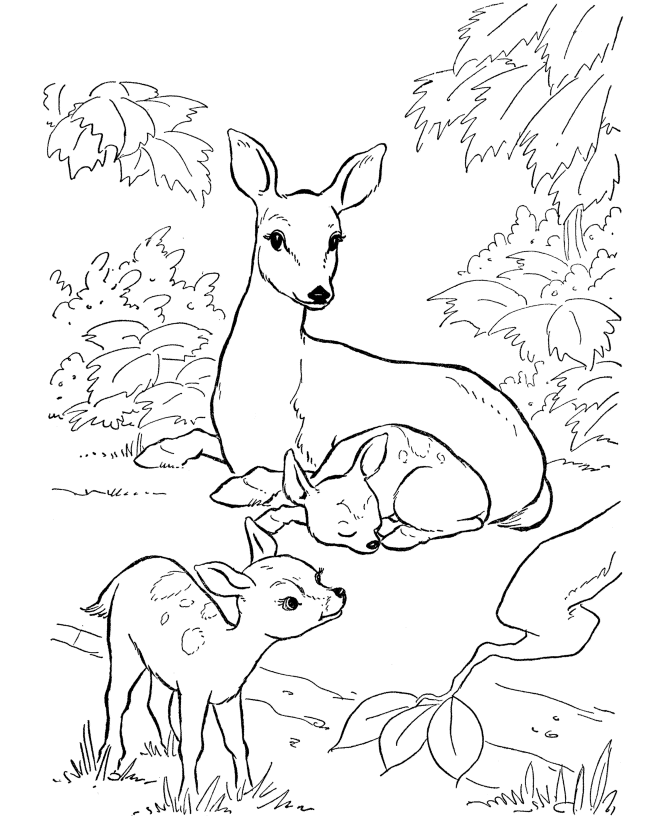 deer hunting coloring pages for kids - photo #17