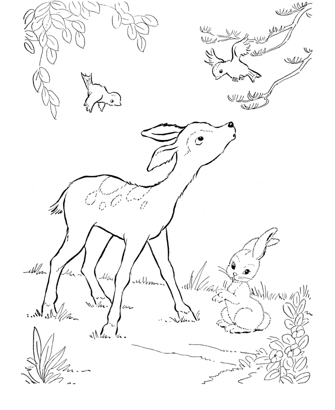 deer hunting coloring pages for kids - photo #25