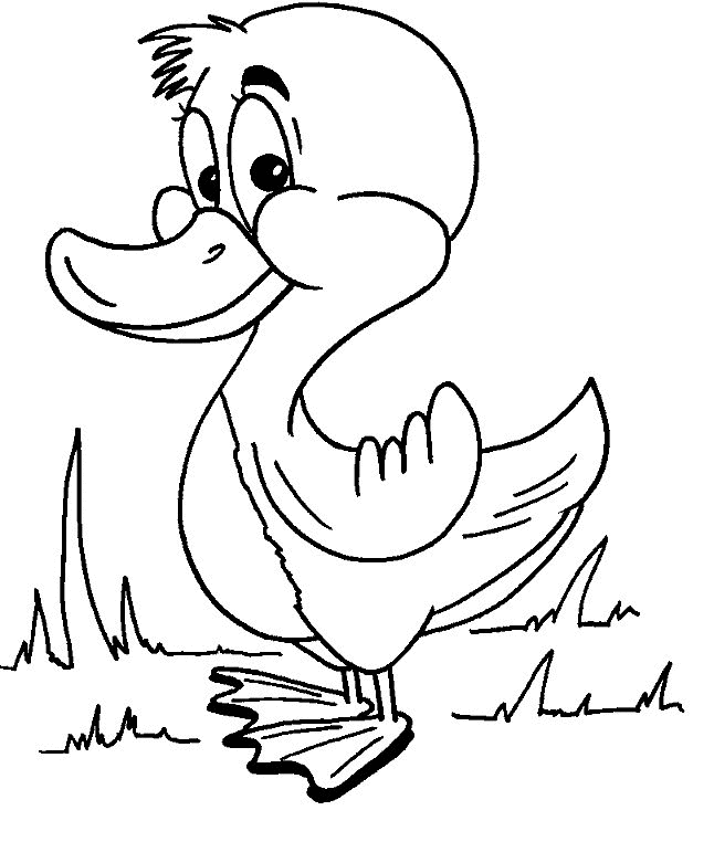 mallard ducks coloring pages - photo #15
