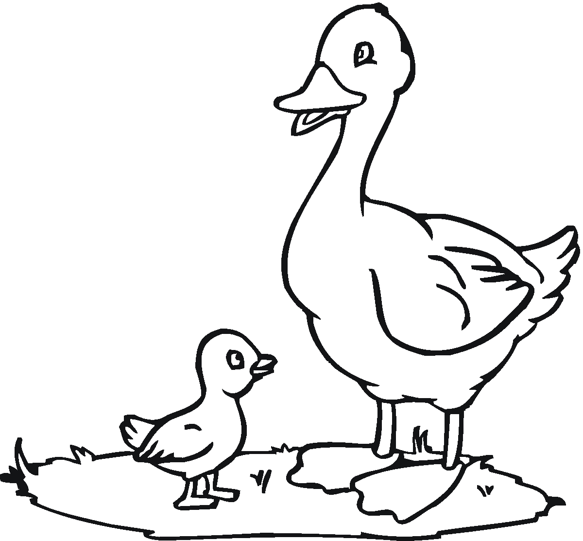 mallard ducks coloring pages - photo #1