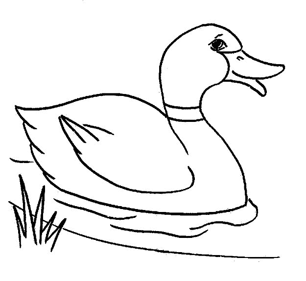 mallard duck coloring pages - photo #19