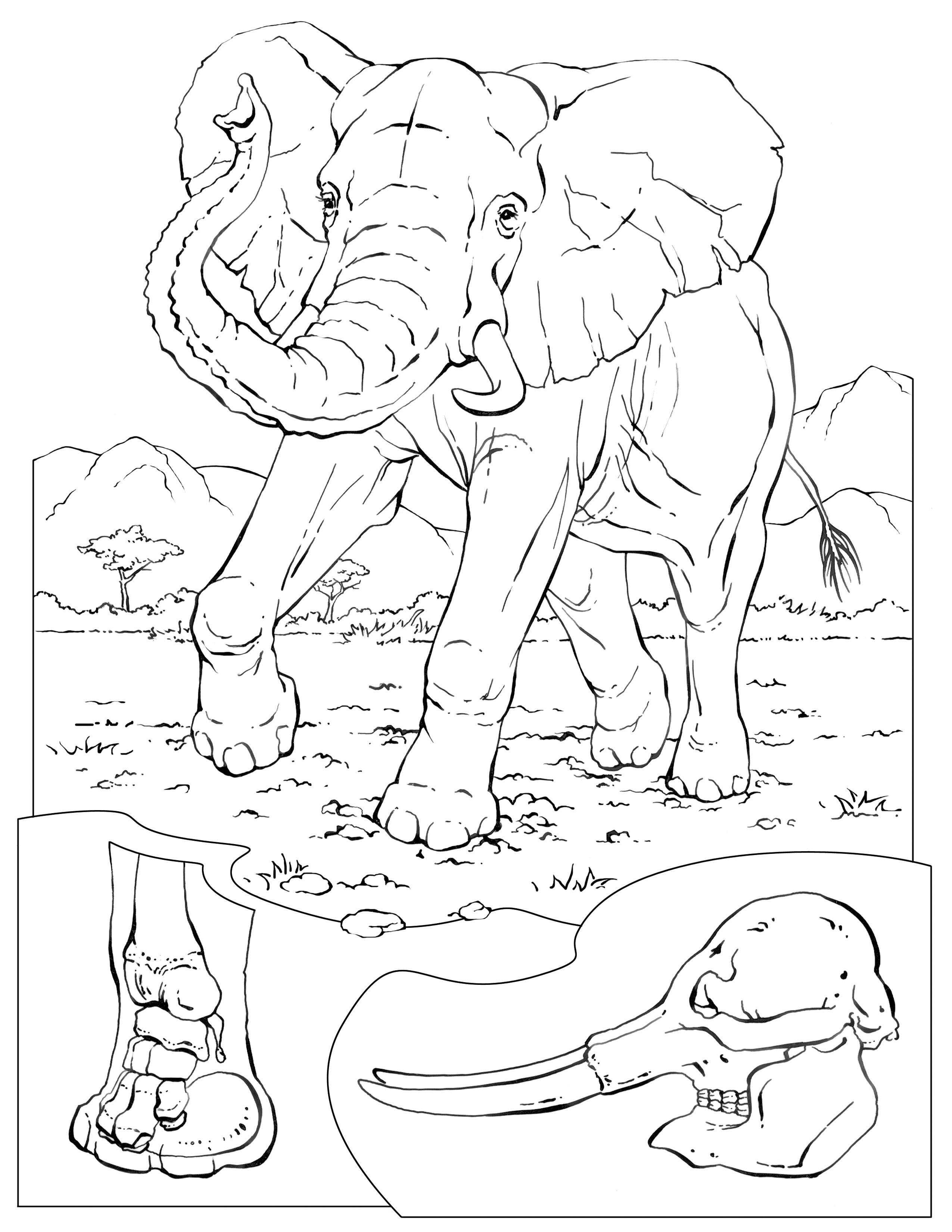 Free Printable Elephant Coloring Pages For Kids