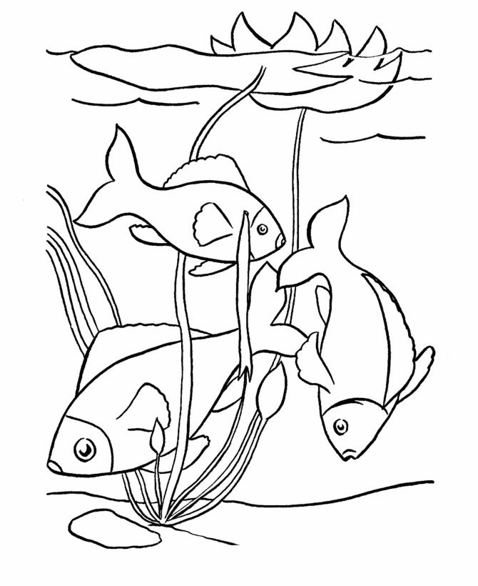 images of coloring pages of fish - photo #39