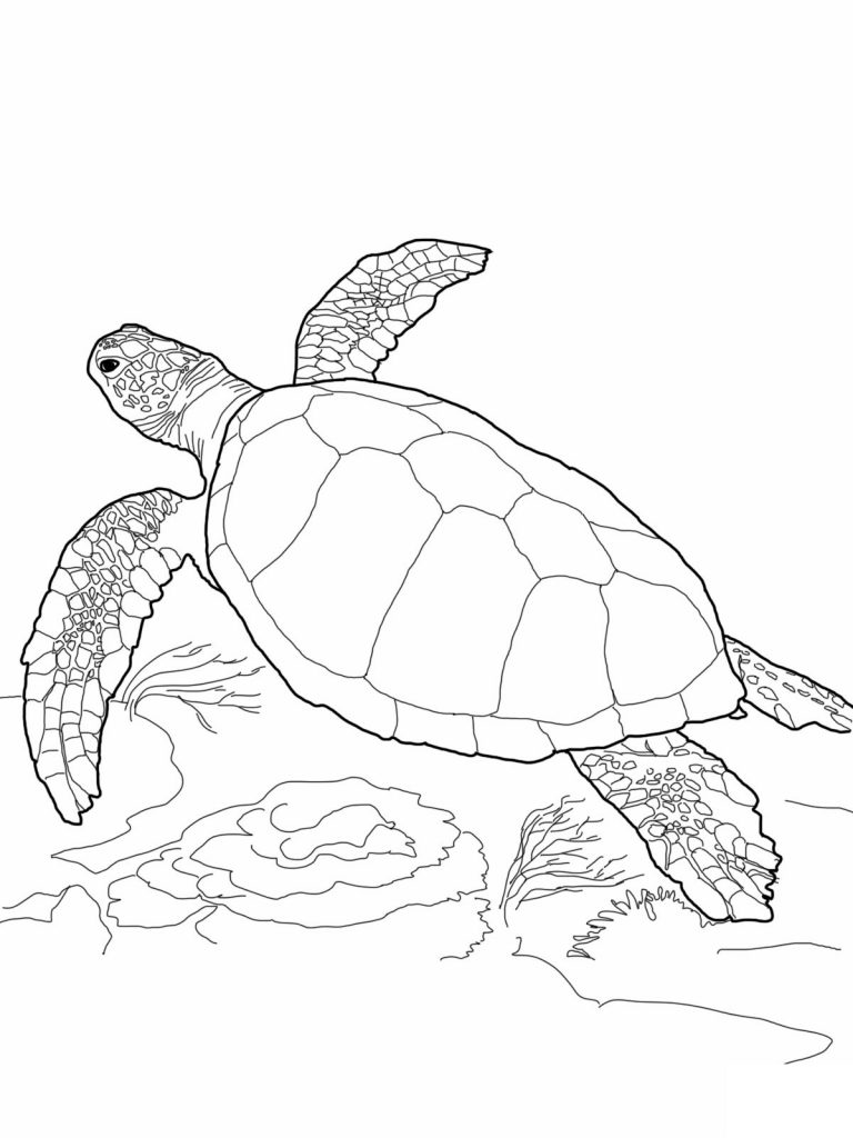 coloring turtle turtles printable